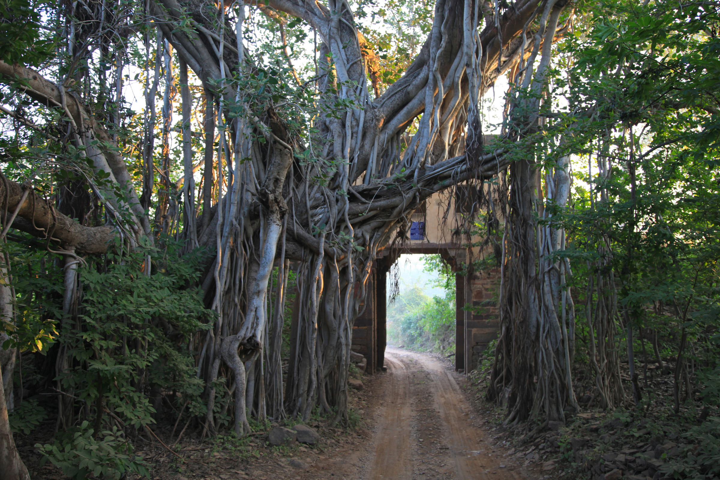 ranthambore national park (3).webp